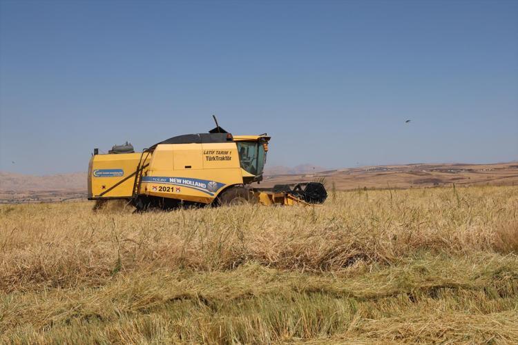 BU SENE 250 TON BEKLENİYOR