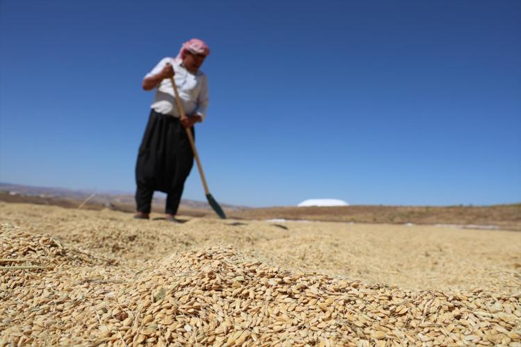 2 hafta zamanı kaldı Diyarbakırda ter döken mesai devam ediyor: Kilosu 50 TL: Şeker oranı çok düşük, insülini terazi gibi dengeliyor