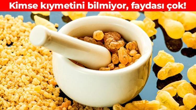 Türkiyede akgünlük sakızı olarak biliniyor Doğal balgam söktürücü: İltihabın kökünü kurutuyor