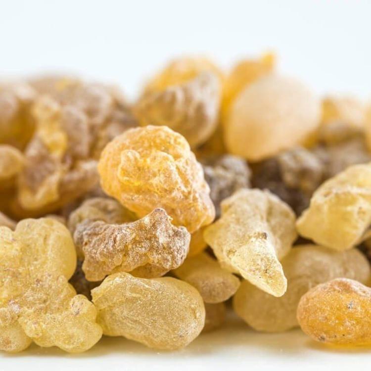 Türkiyede akgünlük sakızı olarak biliniyor Doğal balgam söktürücü: İltihabın kökünü kurutuyor