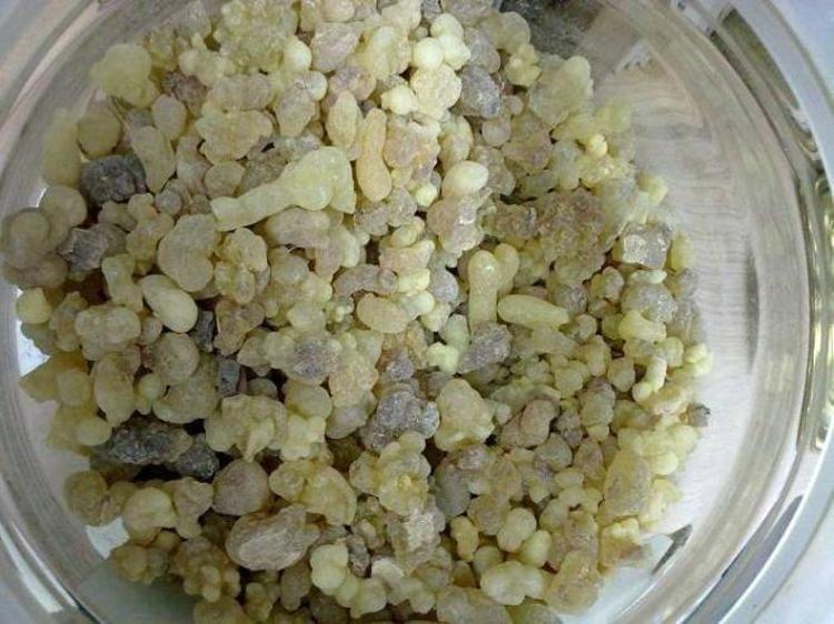 AKGÜNLÜK SAKIZININ FAYDALARI