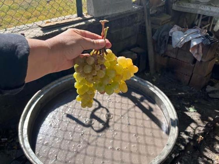 50 kiloya 1 litre kül karıştırılarak hazırlanıyor Kilosu 500 TL: Kemikleri beton gibi güçlendiriyor, portakal suyuyla içince demir depolarını zirveye taşıyor