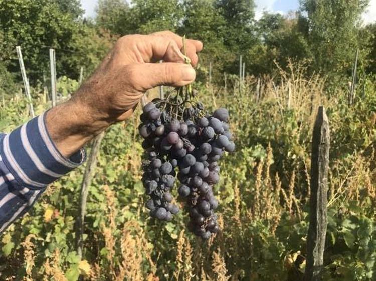 50 kiloya 1 litre kül karıştırılarak hazırlanıyor Kilosu 500 TL: Kemikleri beton gibi güçlendiriyor, portakal suyuyla içince demir depolarını zirveye taşıyor