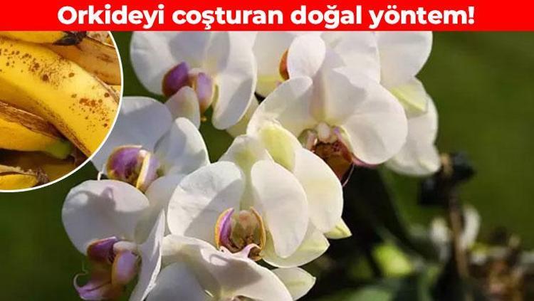 Orkideye kışın bile çiçek açtırıyor Doğal gübre görevi görüyor: Adeta coşturuyor