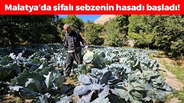 Malatyada hasadı başladı Tanesi 50 TL: B12 eksikliğini tarihe gömüyor, kabızlığı bitiriyor Yiyen gün boyu acıkmıyor, karnı dümdüz yapıyor
