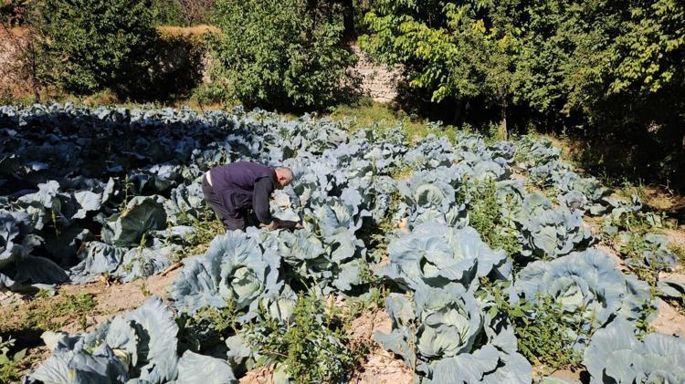 Malatyada hasadı başladı Tanesi 50 TL: B12 eksikliğini tarihe gömüyor, kabızlığı bitiriyor Yiyen gün boyu acıkmıyor, karnı dümdüz yapıyor