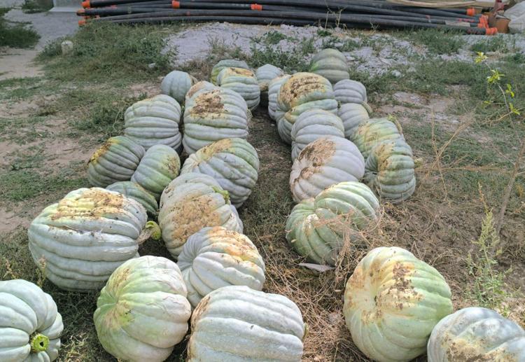 Kilosu 10 TLden satılıyor, çorbasını yapıp kaşık kaşık yiyen 10 yıl hastalanmıyor Potasyum, demir ve magnezyum depolarını fulleyen şifa deposu besin