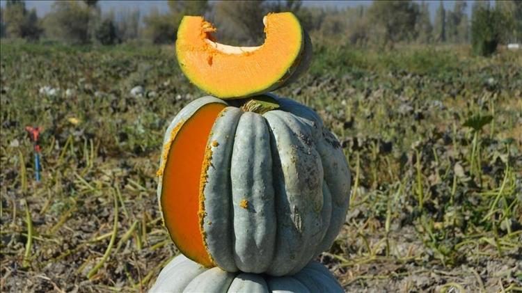 CİLT SAĞLIĞINA KATKIDA BULUNUR