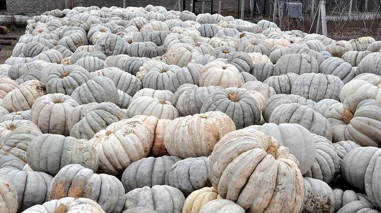 Kilosu 10 TLden satılıyor, çorbasını yapıp kaşık kaşık yiyen 10 yıl hastalanmıyor Potasyum, demir ve magnezyum depolarını fulleyen şifa deposu besin