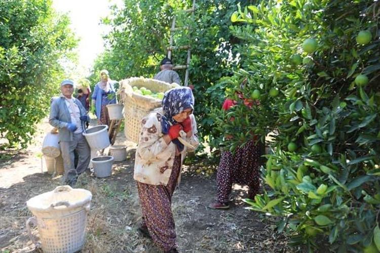 Geçen sene 1 TLden satılıyordu bu sene fiyatı 20 TLye ulaştı Tıkalı damarları yağ çözücü gibi açıyor, demir emilimini artırıyor Böbrek taşlarını da çatır çatır kırıyor