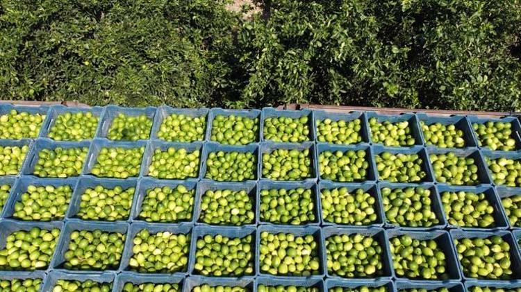 Geçen sene 1 TLden satılıyordu bu sene fiyatı 20 TLye ulaştı Tıkalı damarları yağ çözücü gibi açıyor, demir emilimini artırıyor Böbrek taşlarını da çatır çatır kırıyor