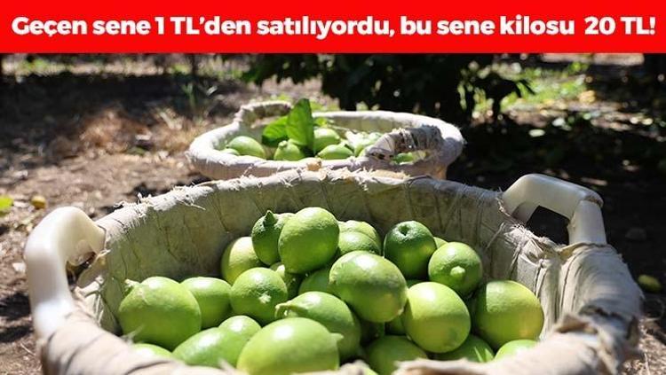 Geçen sene 1 TLden satılıyordu bu sene fiyatı 20 TLye ulaştı Tıkalı damarları yağ çözücü gibi açıyor, demir emilimini artırıyor Böbrek taşlarını da çatır çatır kırıyor