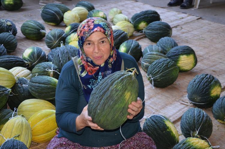 6 ay bozulmadan saklanıyor Şimdi hasat edip kışın satacaklar: Manisanın incisi olarak biliniyor