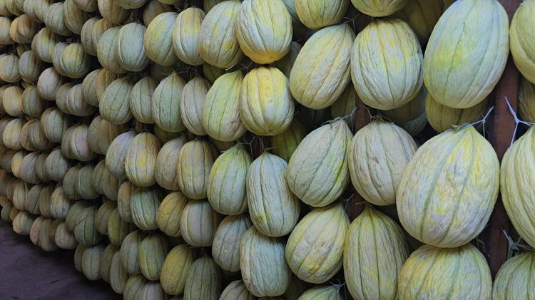 6 ay bozulmadan saklanıyor Şimdi hasat edip kışın satacaklar: Manisanın incisi olarak biliniyor