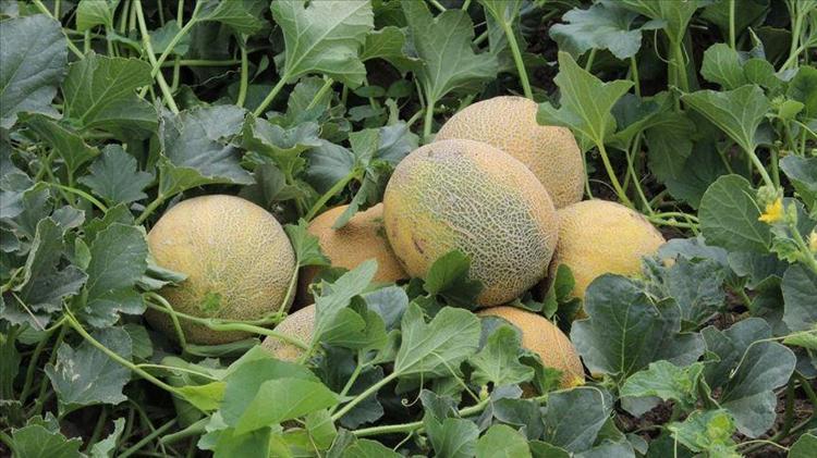 KIRKAĞAÇ KAVUNU FAYDALARI NELERDİR