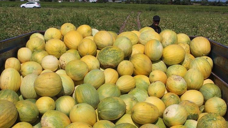 6 ay bozulmadan saklanıyor Şimdi hasat edip kışın satacaklar: Manisanın incisi olarak biliniyor
