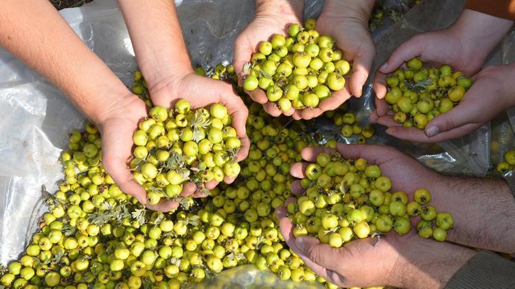 40 yıllık sirkecinin gizli tarifi Evde doğal sirke nasıl yapılır