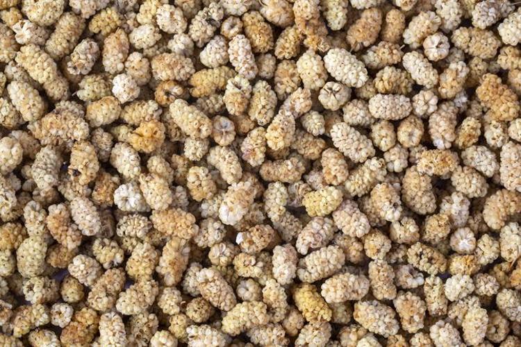 SARAÇOĞLU’NDAN DOĞAL DESTEK: BEYAZ DUT KÜRÜ