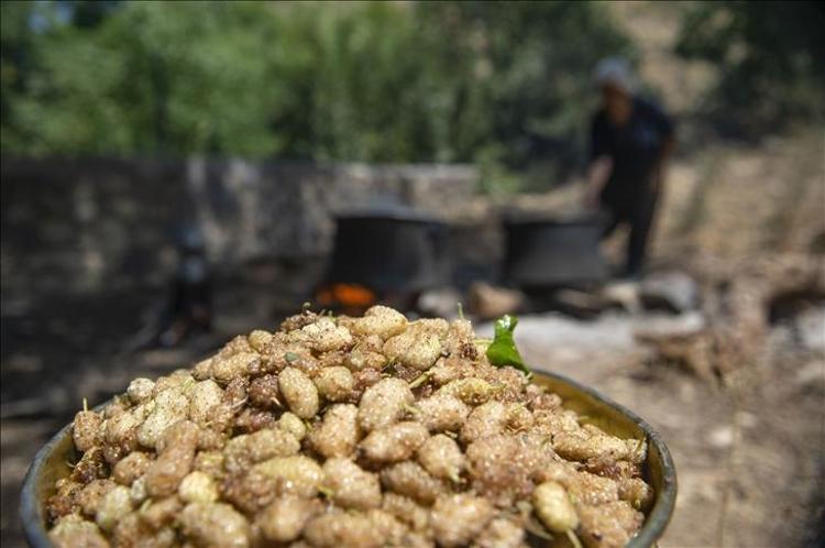 SİNDİRİM SİSTEMİNİ DESTEKLİYOR