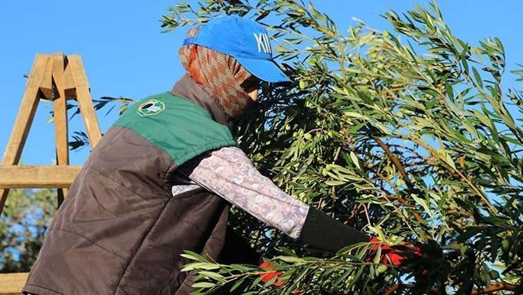 Ayvalıkta hasadı dualarla ve hayır yemekleriyle başladı Kolesterolün kökünü kazıyıp tıkalı damarları yağ çözücü gibi açıyor Bilinen en güçlü antioksidan