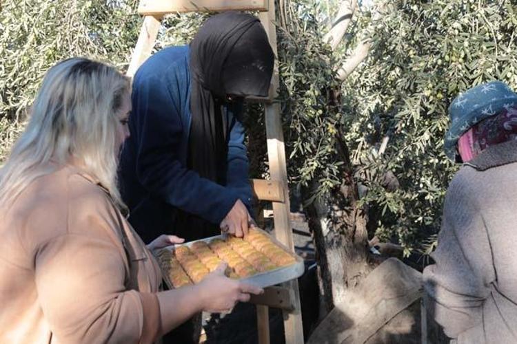Ayvalıkta hasadı dualarla ve hayır yemekleriyle başladı Kolesterolün kökünü kazıyıp tıkalı damarları yağ çözücü gibi açıyor Bilinen en güçlü antioksidan