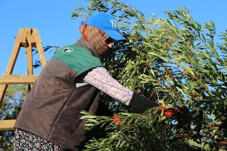 Ayvalıkta hasadı dualarla ve hayır yemekleriyle başladı Kolesterolün kökünü kazıyıp tıkalı damarları yağ çözücü gibi açıyor Bilinen en güçlü antioksidan