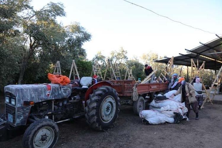 Ayvalıkta hasadı dualarla ve hayır yemekleriyle başladı Kolesterolün kökünü kazıyıp tıkalı damarları yağ çözücü gibi açıyor Bilinen en güçlü antioksidan
