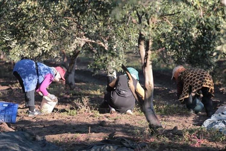 ZEYTİN HASADINA DUALARLA BAŞLADILAR