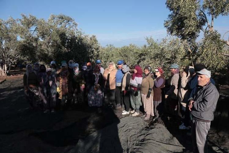 Ayvalıkta hasadı dualarla ve hayır yemekleriyle başladı Kolesterolün kökünü kazıyıp tıkalı damarları yağ çözücü gibi açıyor Bilinen en güçlü antioksidan