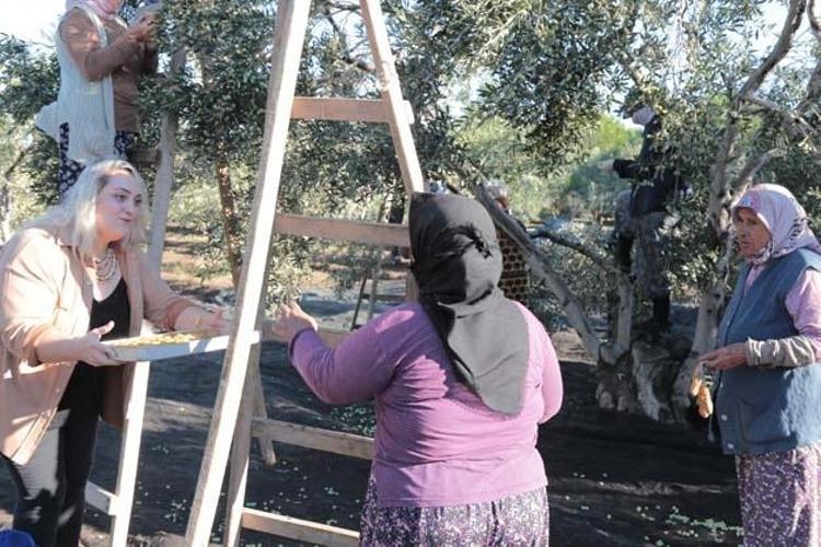Ayvalıkta hasadı dualarla ve hayır yemekleriyle başladı Kolesterolün kökünü kazıyıp tıkalı damarları yağ çözücü gibi açıyor Bilinen en güçlü antioksidan