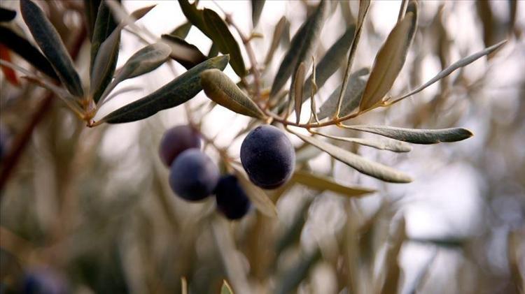 Ayvalıkta hasadı dualarla ve hayır yemekleriyle başladı Kolesterolün kökünü kazıyıp tıkalı damarları yağ çözücü gibi açıyor Bilinen en güçlü antioksidan