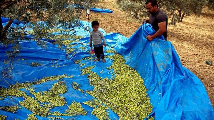 Ayvalıkta hasadı dualarla ve hayır yemekleriyle başladı Kolesterolün kökünü kazıyıp tıkalı damarları yağ çözücü gibi açıyor Bilinen en güçlü antioksidan