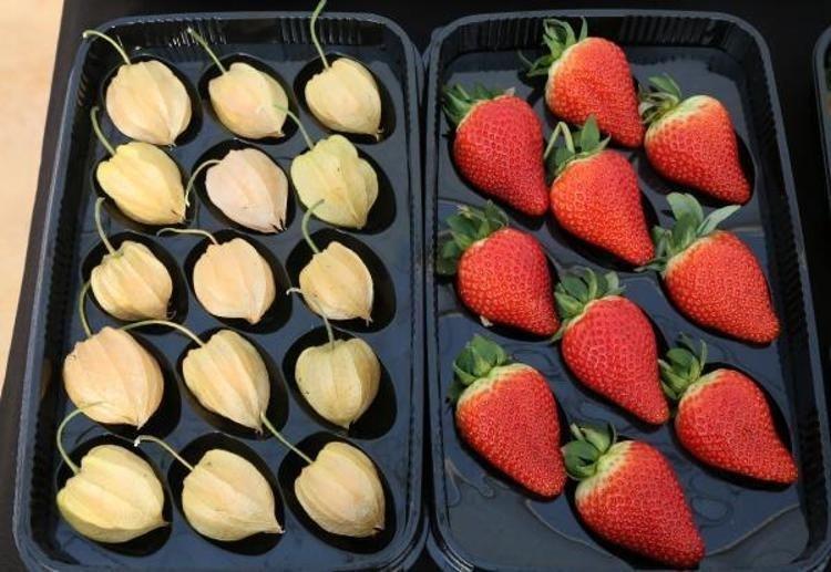 Manisada bereketli hasat başladı 100 gramı 50 TL: Tıkalı damarları yağ çözücü gibi açıyor, kan şekerini terazi gibi dengeliyor C vitamini kralı