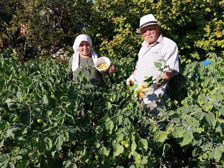 Manisada bereketli hasat başladı 100 gramı 50 TL: Tıkalı damarları yağ çözücü gibi açıyor, kan şekerini terazi gibi dengeliyor C vitamini kralı