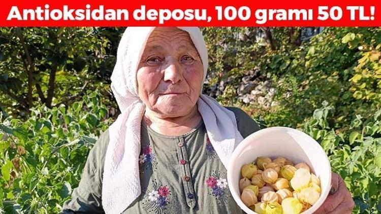 Manisada bereketli hasat başladı 100 gramı 50 TL: Tıkalı damarları yağ çözücü gibi açıyor, kan şekerini terazi gibi dengeliyor C vitamini kralı