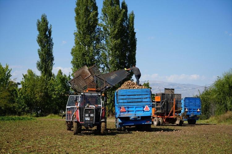Erzincanda hasadı başladı Kan şekerini dengeliyor, magnezyum, potasyum ve bakır zengini, kemikleri beton gibi yapıyor