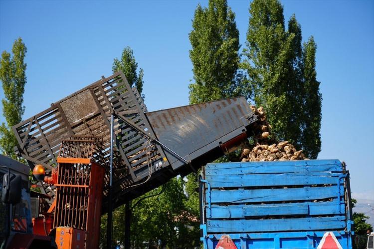 Erzincanda hasadı başladı Kan şekerini dengeliyor, magnezyum, potasyum ve bakır zengini, kemikleri beton gibi yapıyor