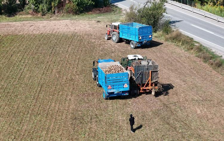 Erzincanda hasadı başladı Kan şekerini dengeliyor, magnezyum, potasyum ve bakır zengini, kemikleri beton gibi yapıyor