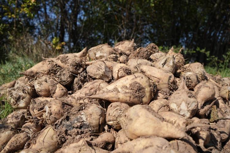 Erzincanda hasadı başladı Kan şekerini dengeliyor, magnezyum, potasyum ve bakır zengini, kemikleri beton gibi yapıyor