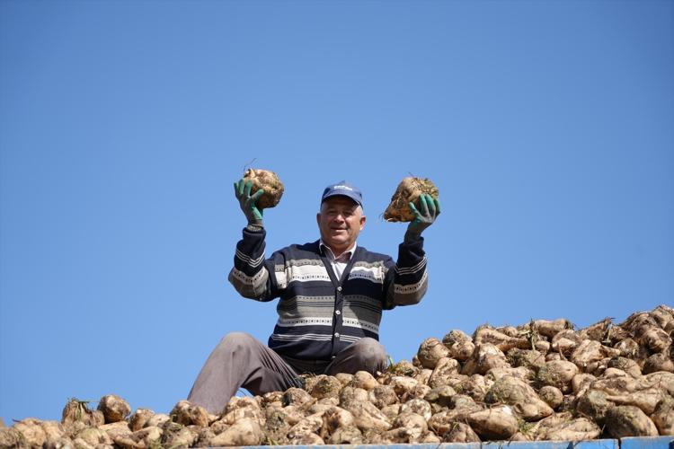 Erzincanda hasadı başladı Kan şekerini dengeliyor, magnezyum, potasyum ve bakır zengini, kemikleri beton gibi yapıyor