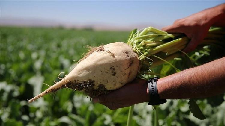 Erzincanda hasadı başladı Kan şekerini dengeliyor, magnezyum, potasyum ve bakır zengini, kemikleri beton gibi yapıyor