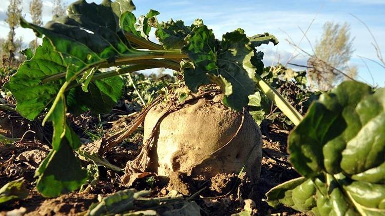 Erzincanda hasadı başladı Kan şekerini dengeliyor, magnezyum, potasyum ve bakır zengini, kemikleri beton gibi yapıyor