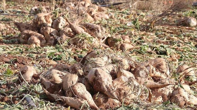 Erzincanda hasadı başladı Kan şekerini dengeliyor, magnezyum, potasyum ve bakır zengini, kemikleri beton gibi yapıyor