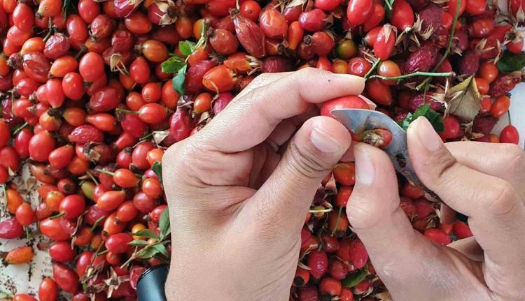 Toplaması zahmetli ama binbir derdin devası Kan şekerinin panzehiri, kansızlığı imha ediyor