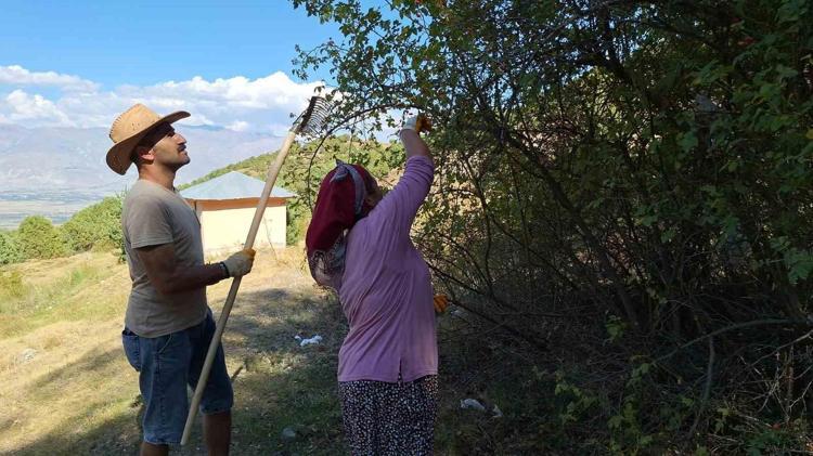 Toplaması zahmetli ama binbir derdin devası Kan şekerinin panzehiri, kansızlığı imha ediyor