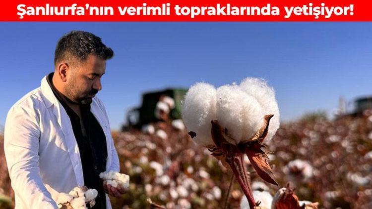 Şanlıurfada hasadı başladı Beyaz altın olarak biliniyor: Verimli topraklarda yetişiyor
