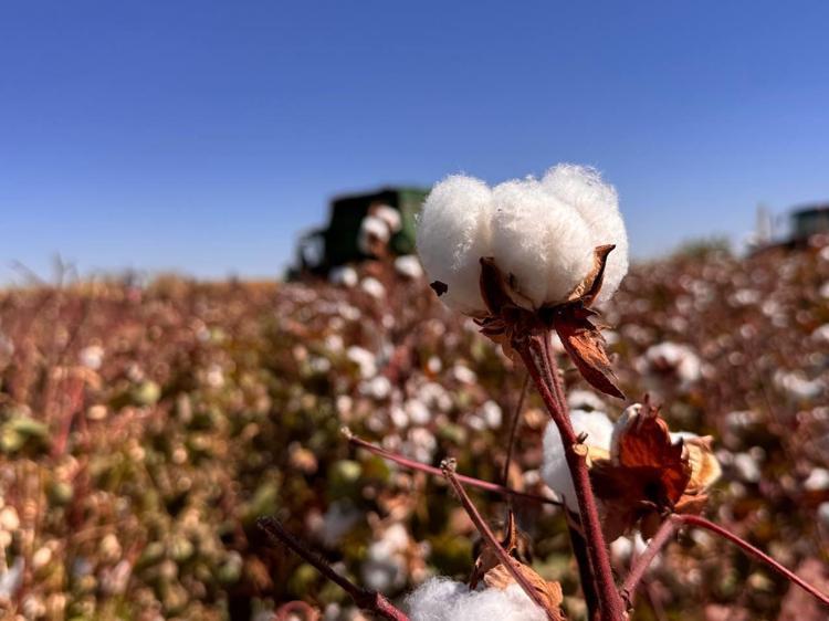 Şanlıurfada hasadı başladı Beyaz altın olarak biliniyor: Verimli topraklarda yetişiyor