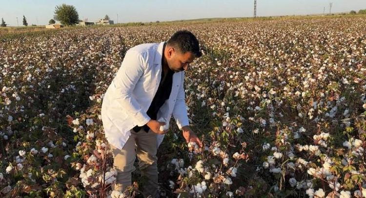 Şanlıurfada hasadı başladı Beyaz altın olarak biliniyor: Verimli topraklarda yetişiyor