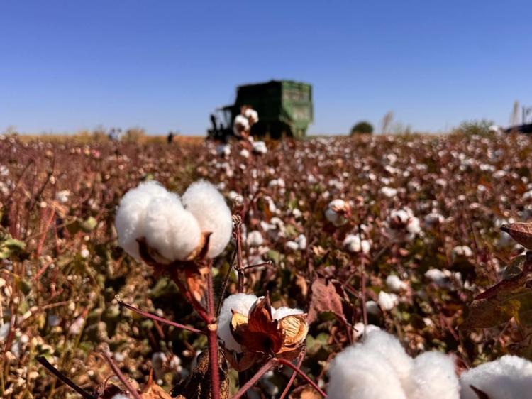 Şanlıurfada hasadı başladı Beyaz altın olarak biliniyor: Verimli topraklarda yetişiyor