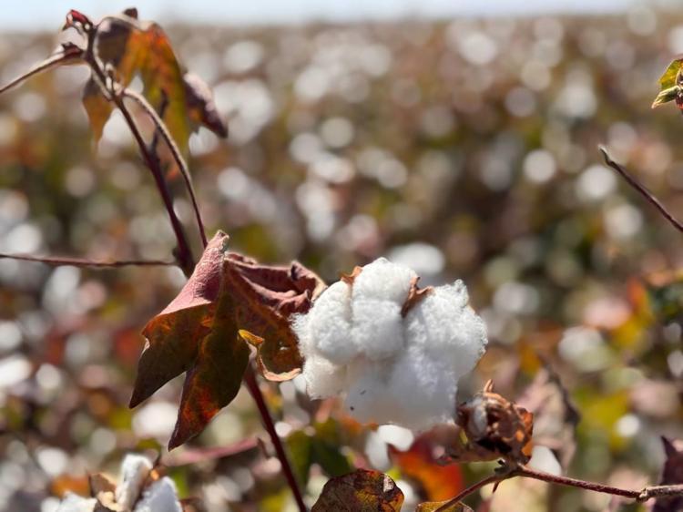 Şanlıurfada hasadı başladı Beyaz altın olarak biliniyor: Verimli topraklarda yetişiyor
